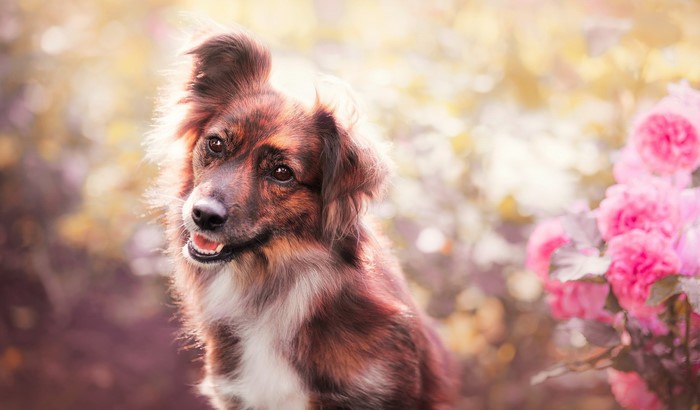 Brown and white Border Collie dog in a garden