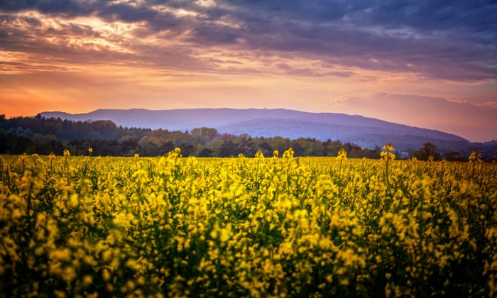 Field of Rapeseed Flowers with Mountains at Sunset