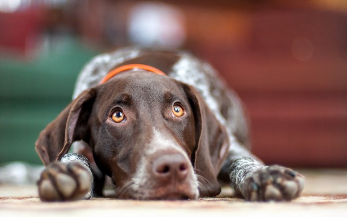 German Shorthaired Pointer dog lying down