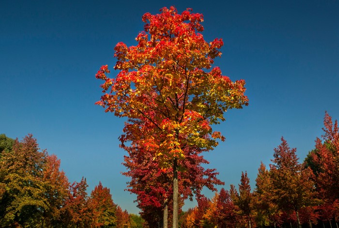 Autumn trees with red and orange leaves