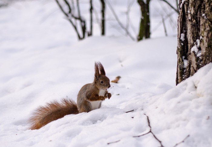 Squirrel in the snow