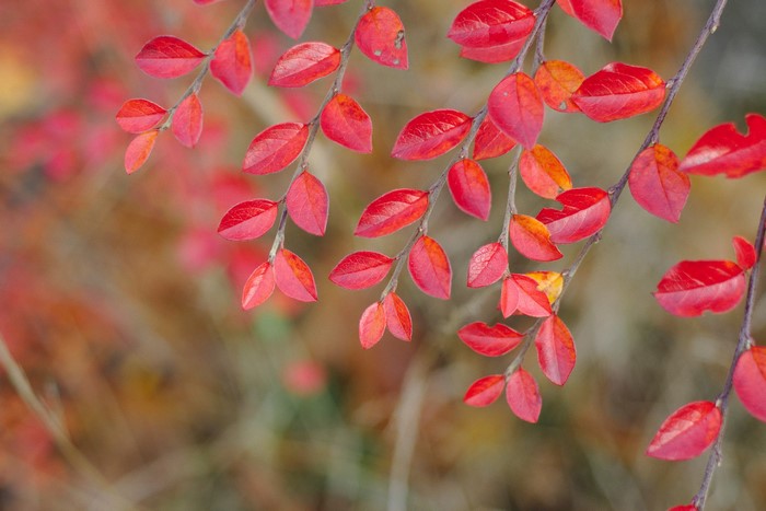 Red leaves on branches in autumn