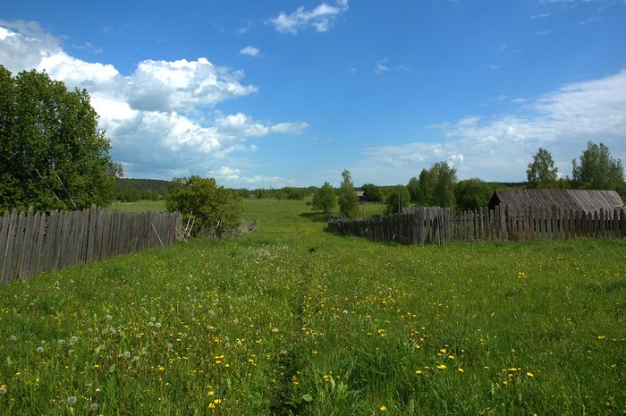 Summer landscape with wooden fences and green fields
