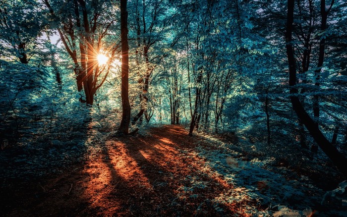 Sunlight filtering through trees in a forest