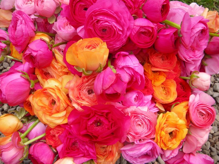 A close-up of many pink and orange ranunculus flowers