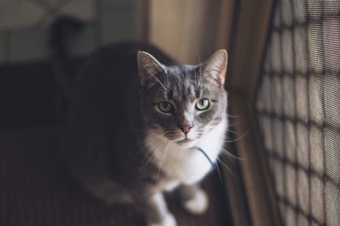 4K Cat