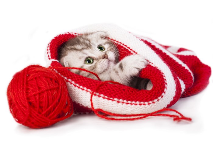 Kitten peeking out of a red and white striped hat with yarn