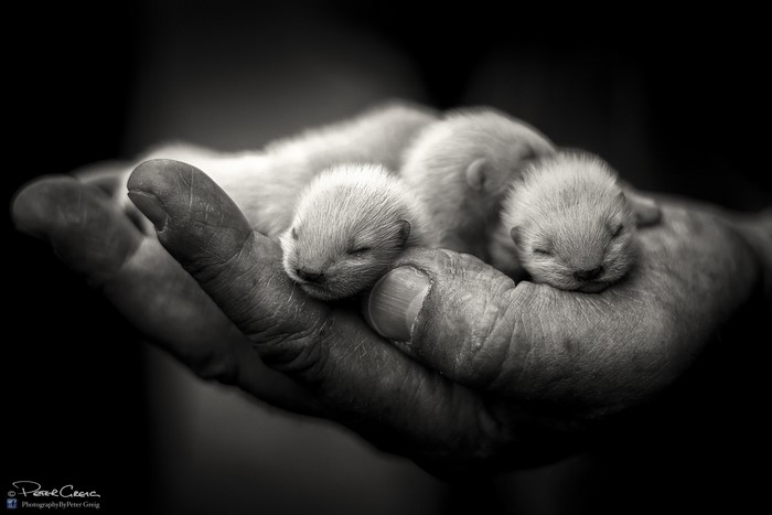 Newborn cubs sleeping in a hand