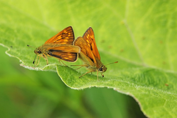 Two orange butterflies mating on a green leaf