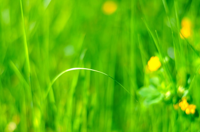 Close-up of green grass with yellow flowers