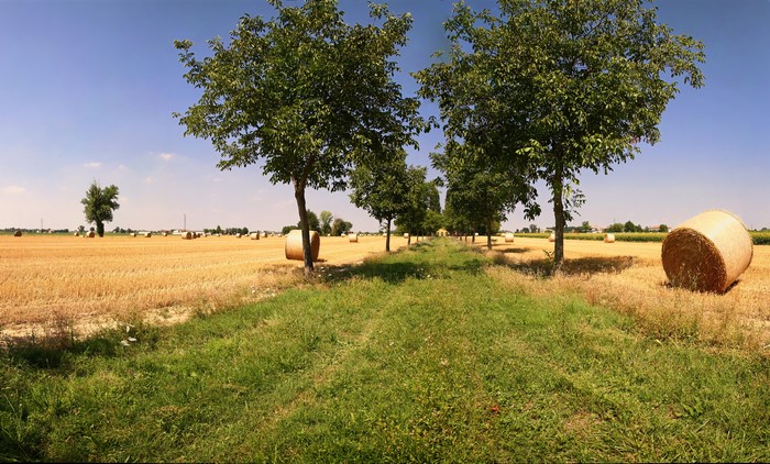 Hay bales in a field with trees