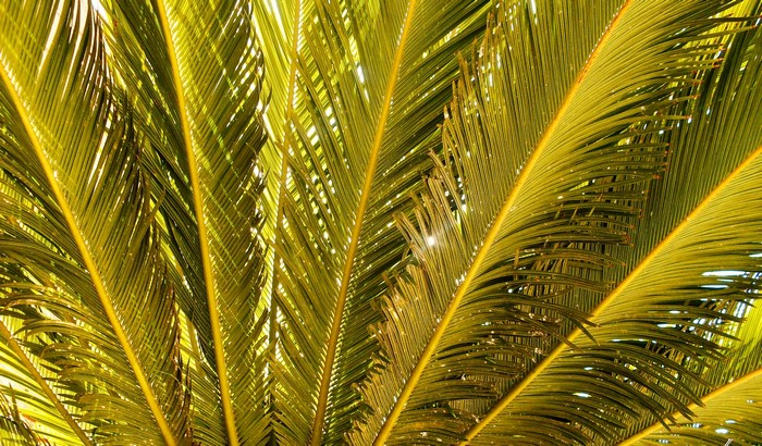 Close-up of green palm fronds