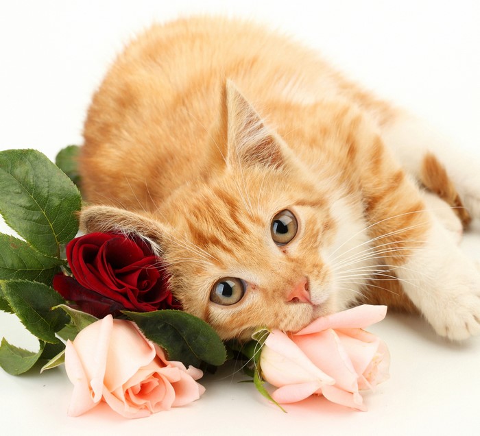 Ginger kitten with red and pink roses