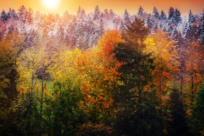 Autumn forest with snow and sun