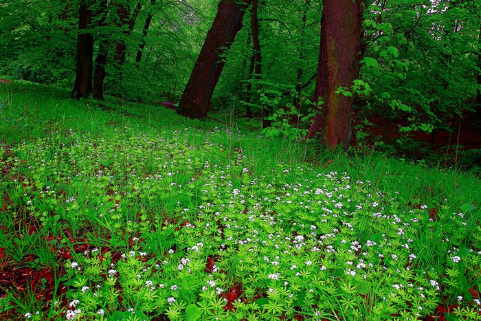 Forest floor with white flowers and green grass