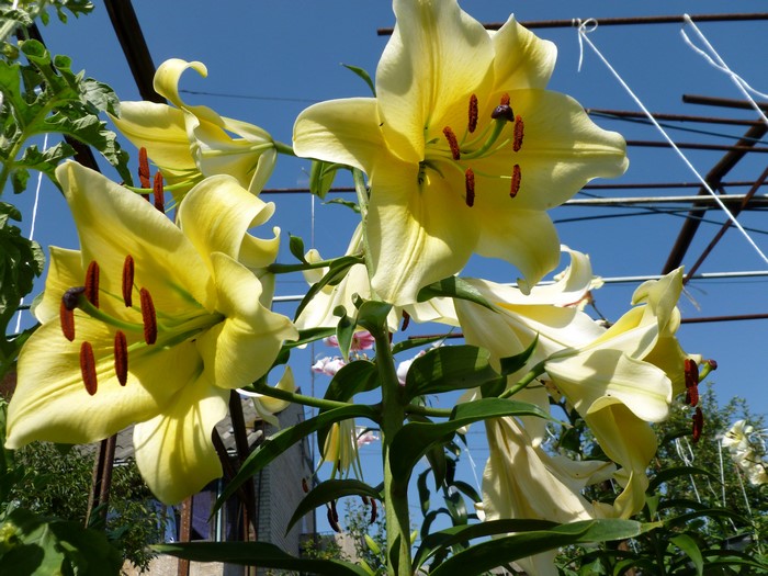 4K Yellow Lilies Closeup