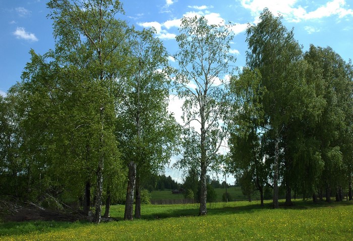 Birch trees in a sunny meadow
