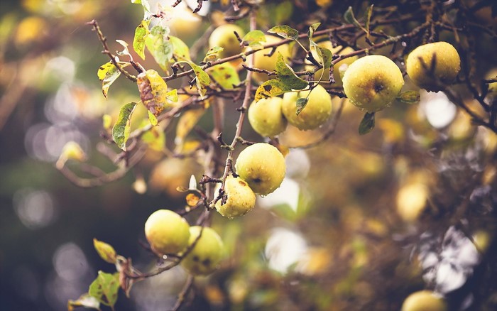Apples on branches with water droplets