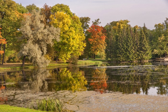 Autumn trees reflected in a lake in Pavlovsk Park, Russia