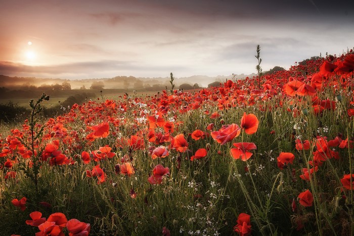 Field of red poppies at sunrise
