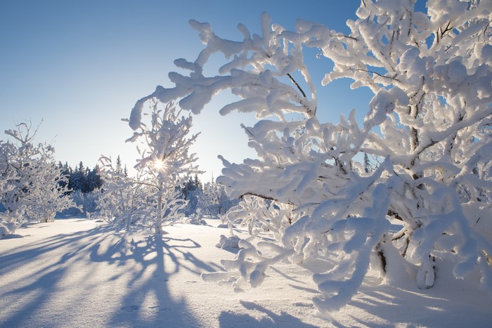 Winter snow-covered branches in Kakisa, Northwest Territories, Canada