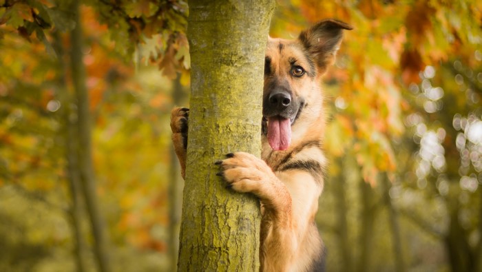 German Shepherd peeking from behind a tree trunk