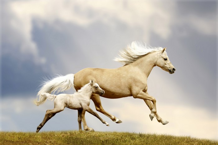 Two horses running on a grassy hill