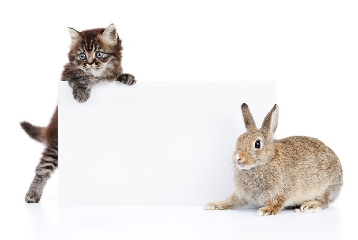 Kitten and Rabbit with Blank Sign