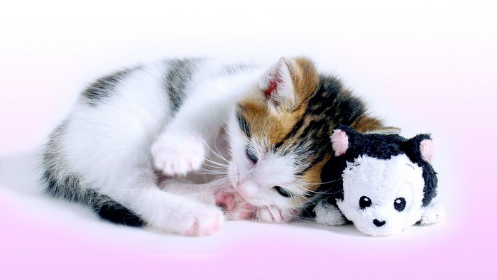Kitten sleeping with a toy cat