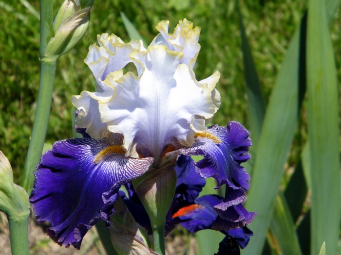Close-up of a purple and white bearded iris flower