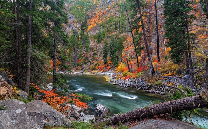 Autumn forest with a river