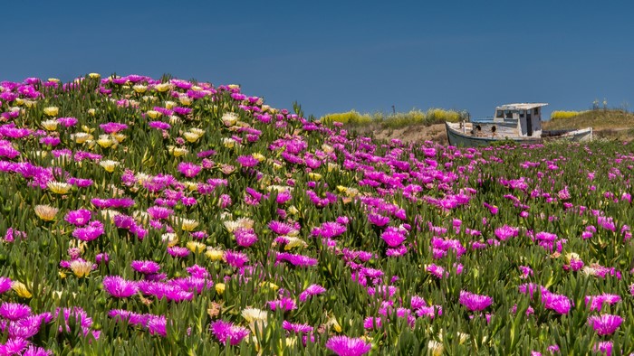 Field of pink and yellow flowers with a boat