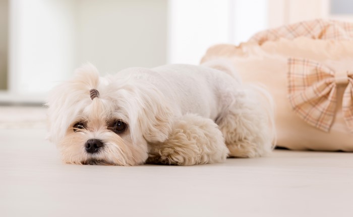White Bolognese puppy lying down