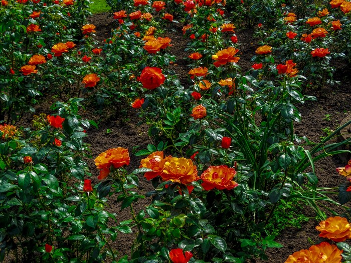 4K Orange Roses Shrubs