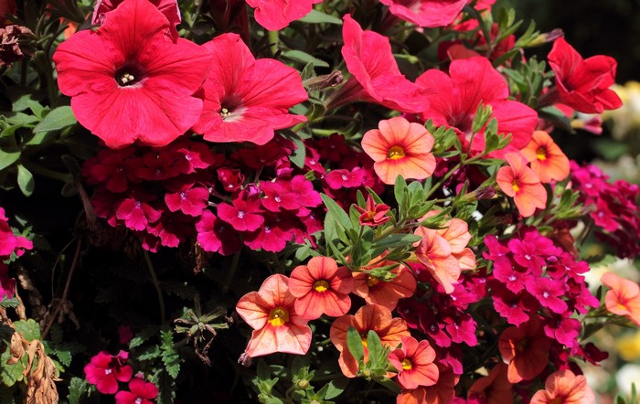 Vibrant Calibrachoa Flowers in Full Bloom