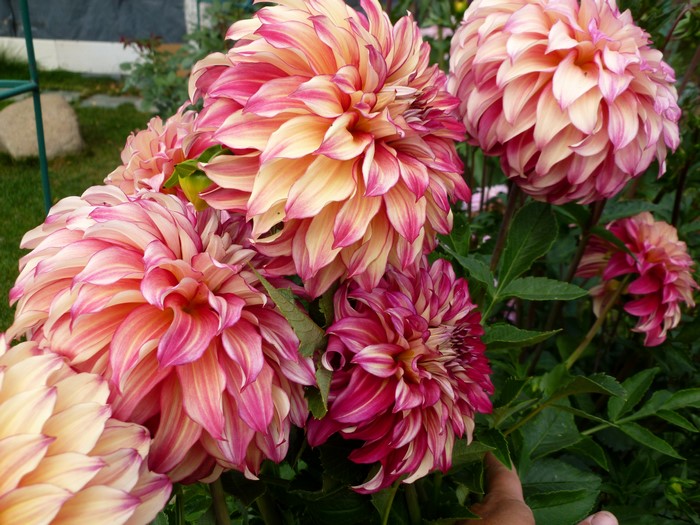 4K Dahlias Closeup