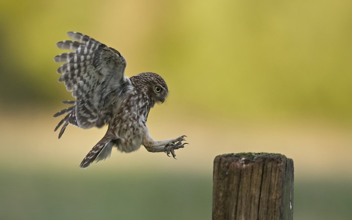 Little Owl in flight landing on a post