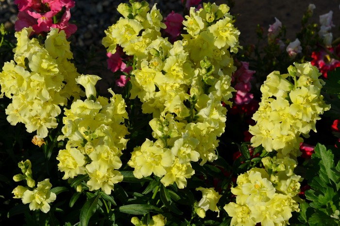 Yellow Antirrhinum flowers in closeup