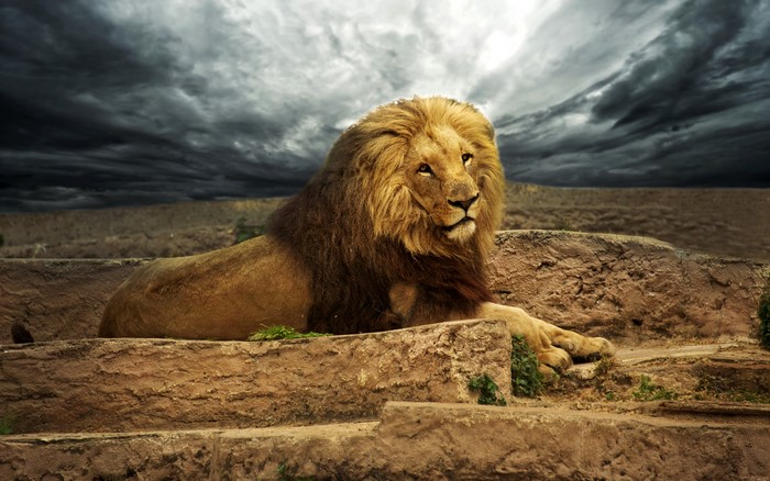 Lion resting on rocks under stormy sky