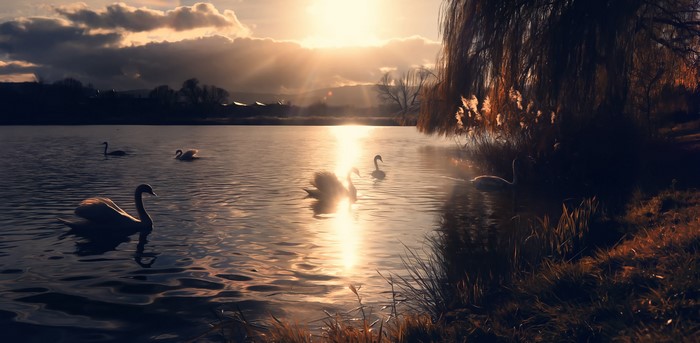 Swans on a lake at sunset