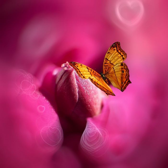 Orange butterfly on a pink flower bud