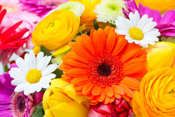 Gerberas, Camomiles, and Ranunculus Flowers