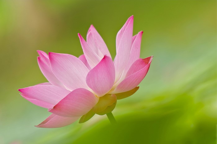 Pink Lotus Flower Closeup