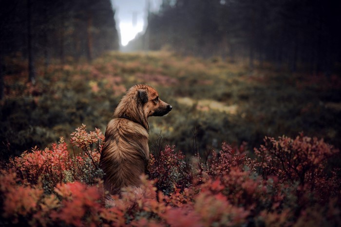 Dog sitting in autumn forest