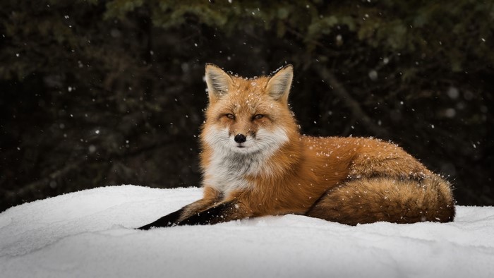 Red Fox in Snow