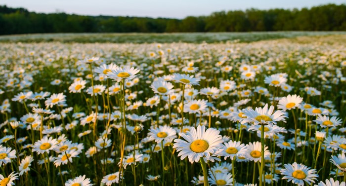 Field of white daisies in sunlight