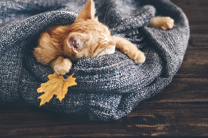 Ginger kitten sleeping wrapped in a blanket with a leaf