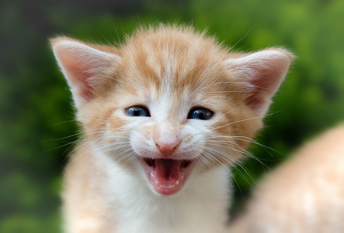 Close-up of a yawning ginger kitten