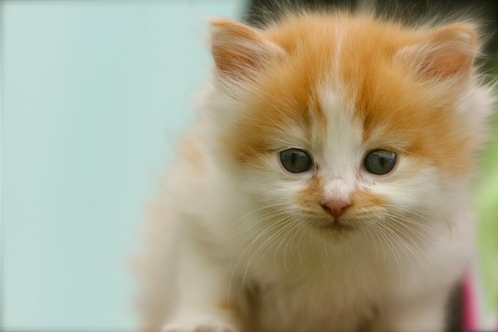 Orange and white kitten with blue background