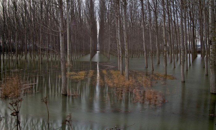 Flooded forest with rows of bare trees